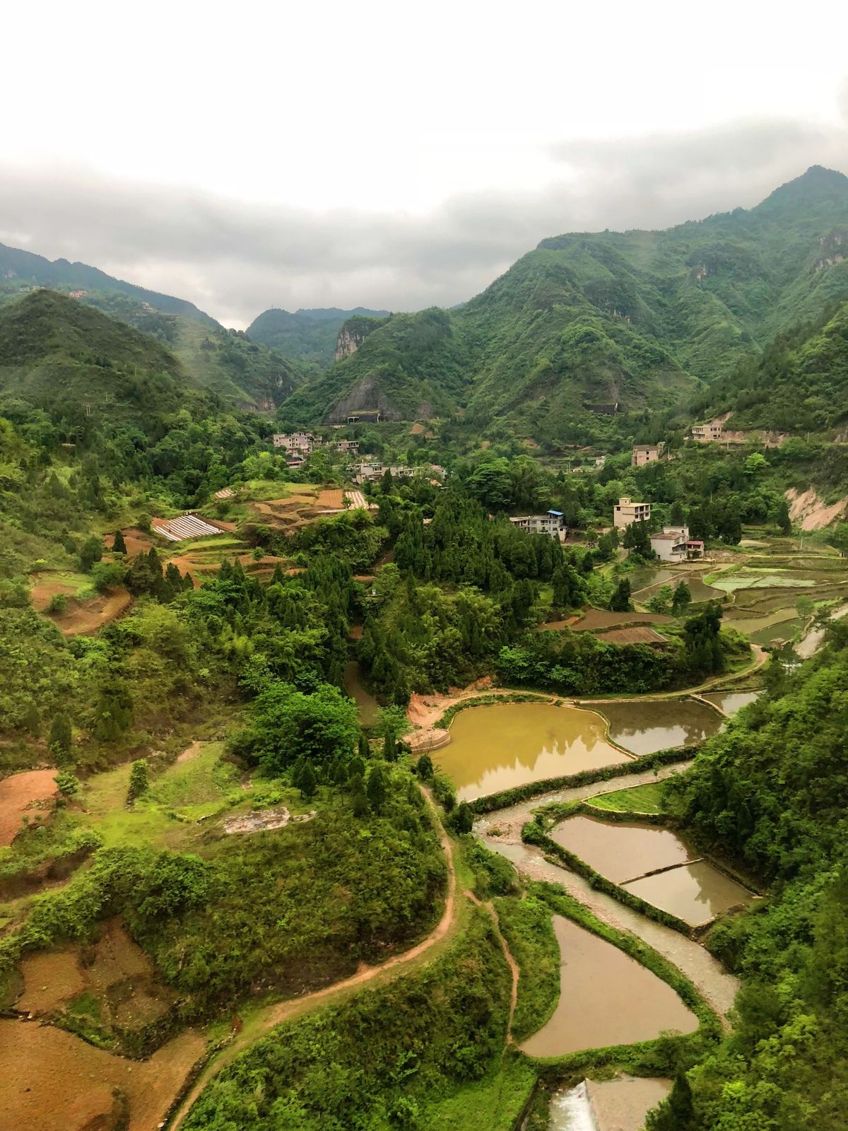 ricefield - yunan, china